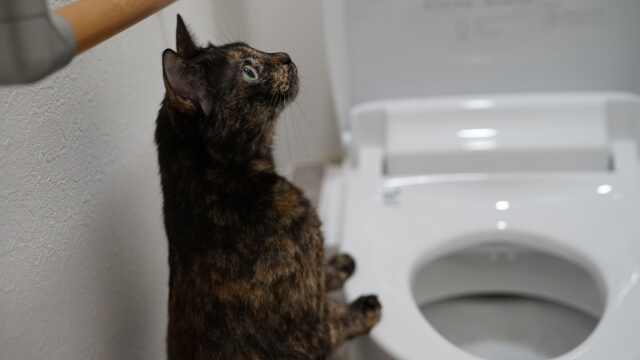 水洗トイレのそばに居るサビ猫